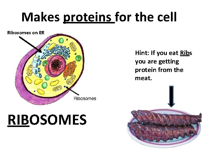 Makes proteins for the cell Ribosomes on ER Hint: If you eat Ribs you