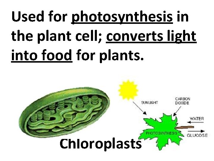 Used for photosynthesis in the plant cell; converts light into food for plants. Chloroplasts