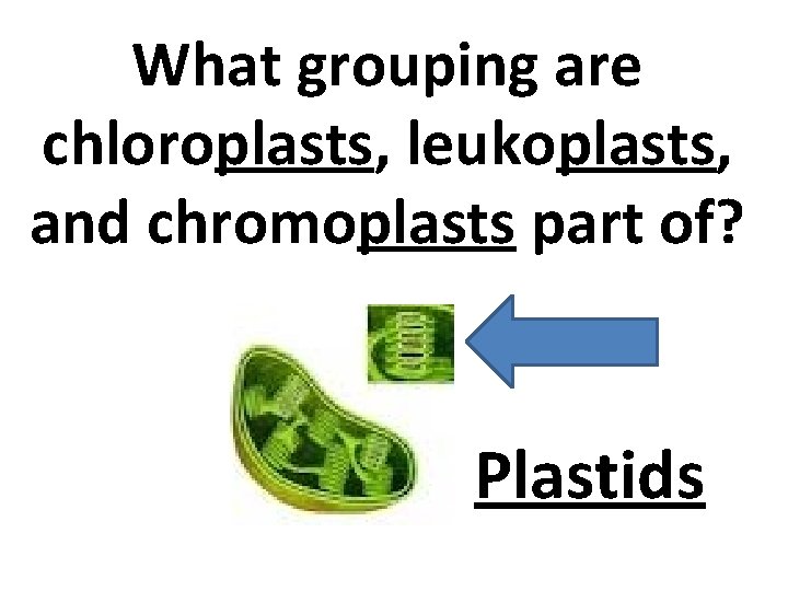 What grouping are chloroplasts, leukoplasts, and chromoplasts part of? Plastids 