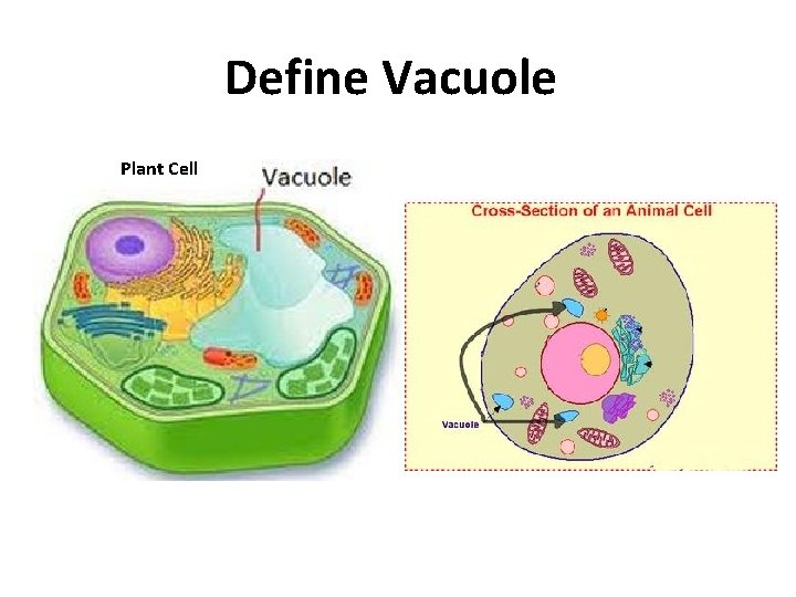 Define Vacuole Plant Cell 