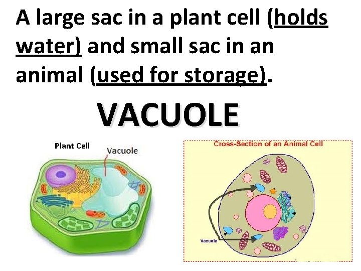A large sac in a plant cell (holds water) and small sac in an