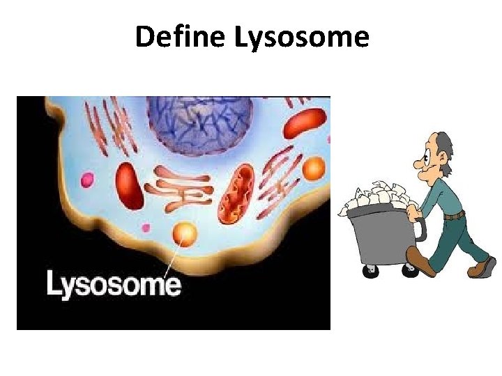 Define Lysosome 