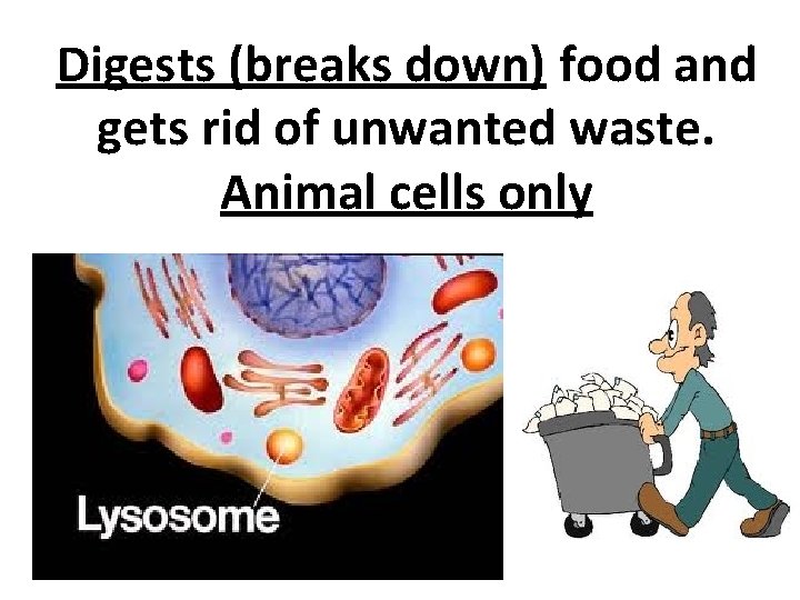 Digests (breaks down) food and gets rid of unwanted waste. Animal cells only 