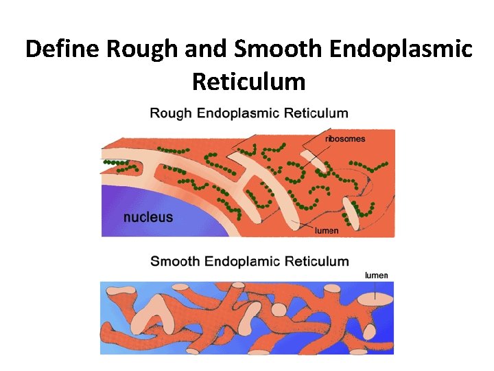 Define Rough and Smooth Endoplasmic Reticulum 
