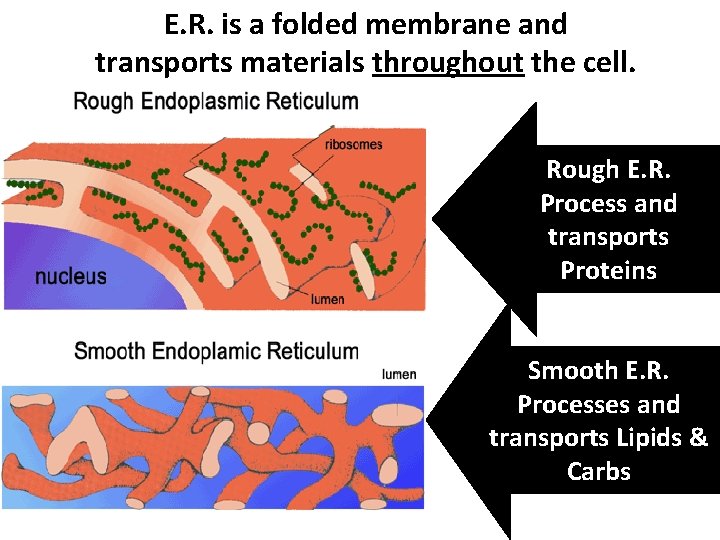 E. R. is a folded membrane and transports materials throughout the cell. Rough E.