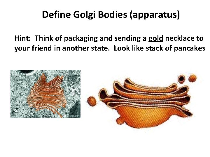 Define Golgi Bodies (apparatus) Hint: Think of packaging and sending a gold necklace to