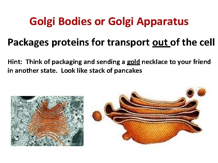 Golgi Bodies or Golgi Apparatus Packages proteins for transport out of the cell Hint: