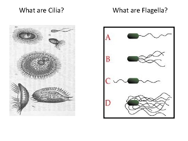 What are Cilia? What are Flagella? 