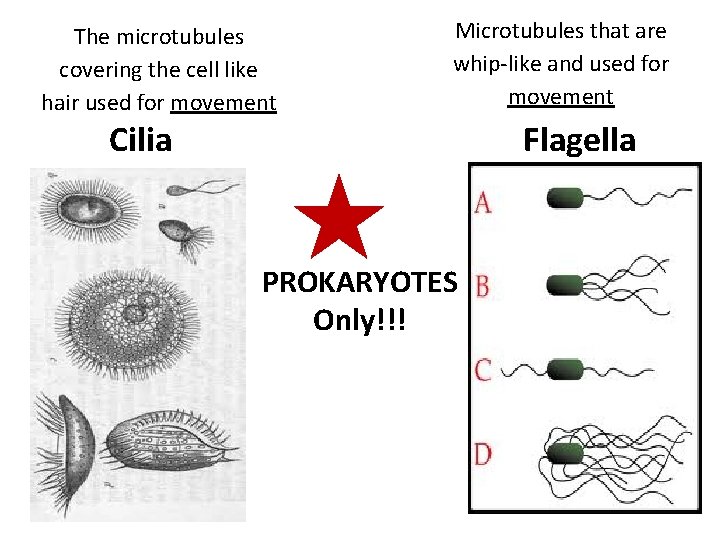 The microtubules covering the cell like hair used for movement Microtubules that are whip-like