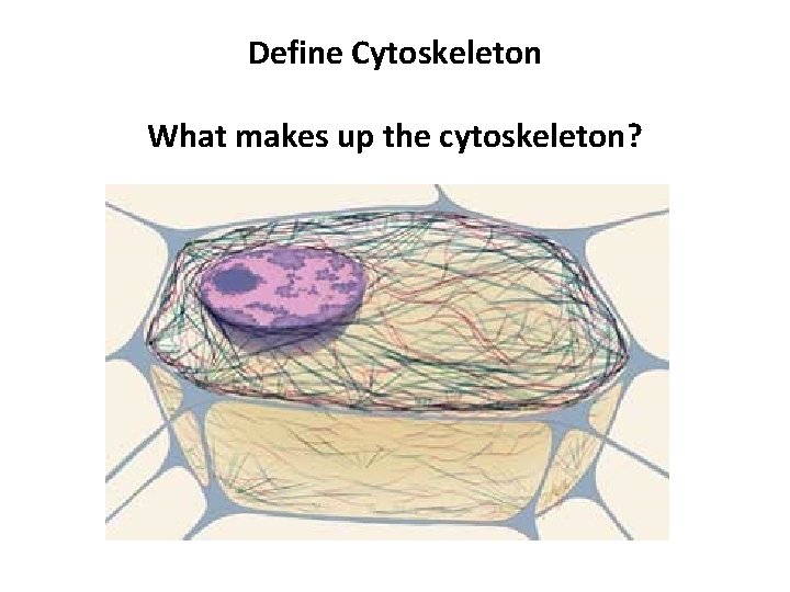 Define Cytoskeleton What makes up the cytoskeleton? 