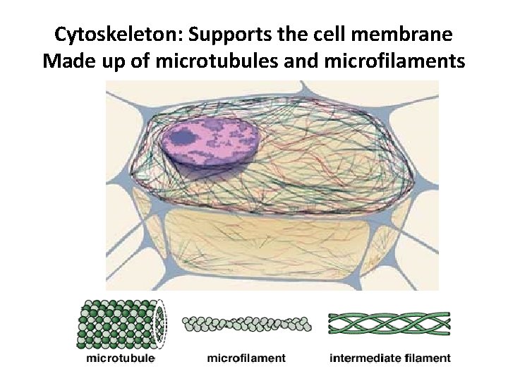 Cytoskeleton: Supports the cell membrane Made up of microtubules and microfilaments 