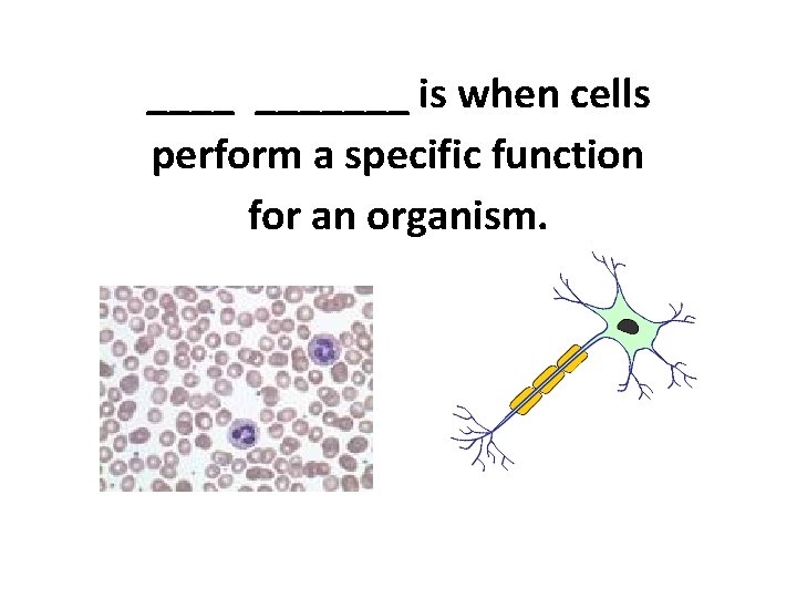 _______ is when cells perform a specific function for an organism. 