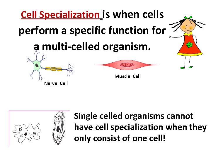 Cell Specialization is when cells perform a specific function for a multi-celled organism. Muscle