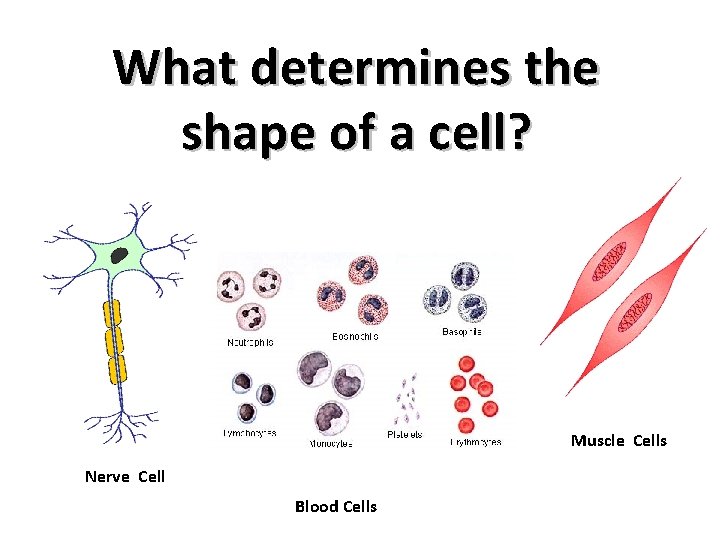 What determines the shape of a cell? Muscle Cells Nerve Cell Blood Cells 