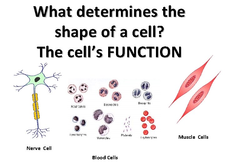 What determines the shape of a cell? The cell’s FUNCTION Muscle Cells Nerve Cell