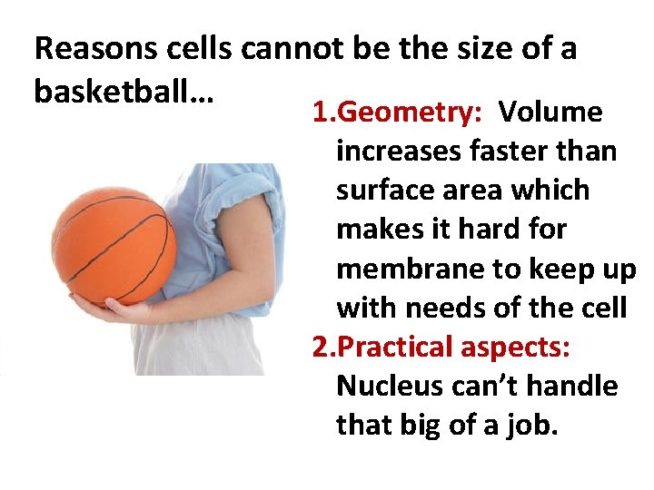 Reasons cells cannot be the size of a basketball… 1. Geometry: Volume increases faster