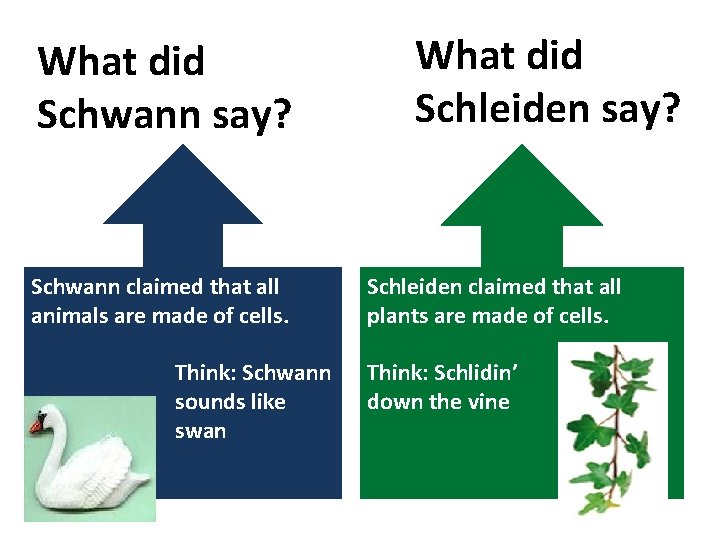 What did Schwann say? Schwann claimed that all animals are made of cells. Think: