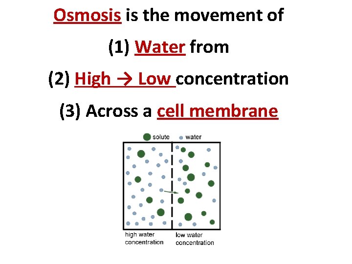 Osmosis is the movement of (1) Water from (2) High → Low concentration (3)