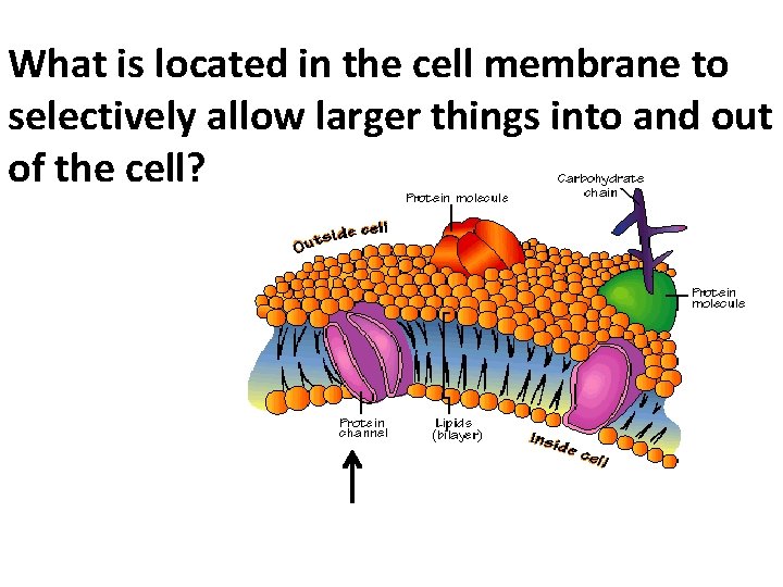 What is located in the cell membrane to selectively allow larger things into and