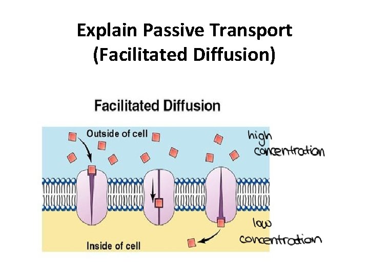 Explain Passive Transport (Facilitated Diffusion) 