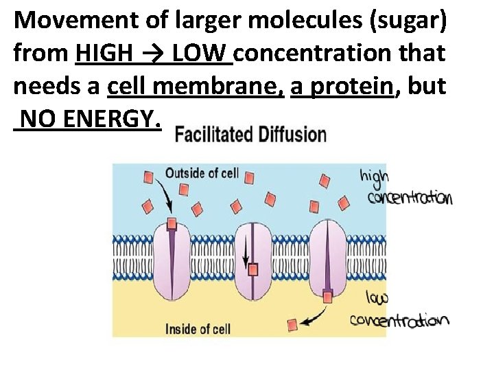 Movement of larger molecules (sugar) from HIGH → LOW concentration that needs a cell
