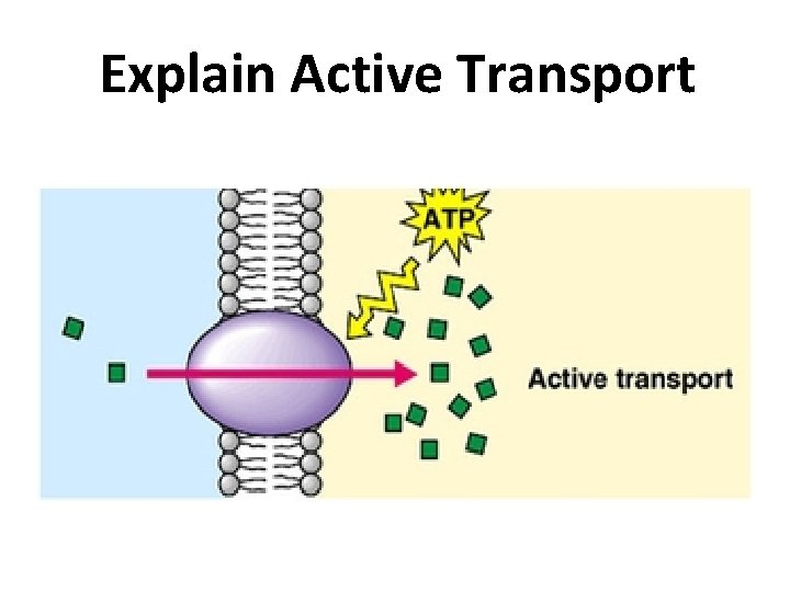 Explain Active Transport 