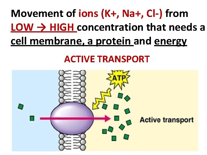 Movement of ions (K+, Na+, Cl-) from LOW → HIGH concentration that needs a