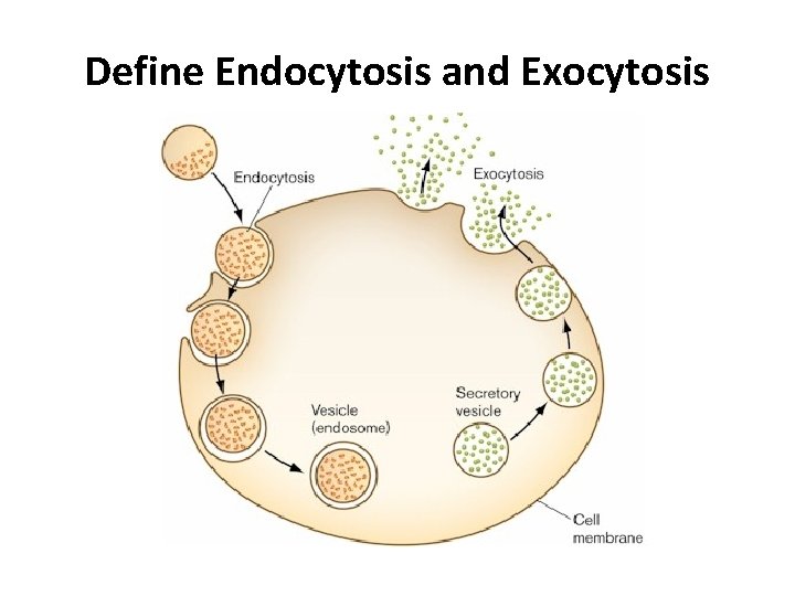 Define Endocytosis and Exocytosis 