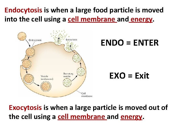 Endocytosis is when a large food particle is moved into the cell using a