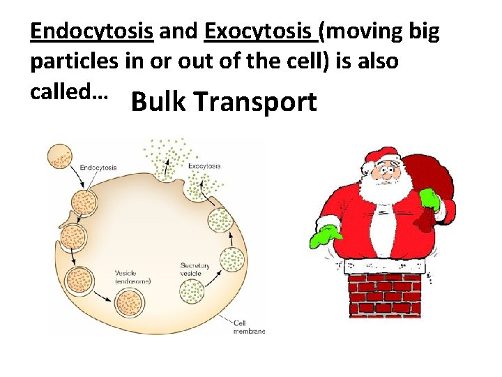 Endocytosis and Exocytosis (moving big particles in or out of the cell) is also