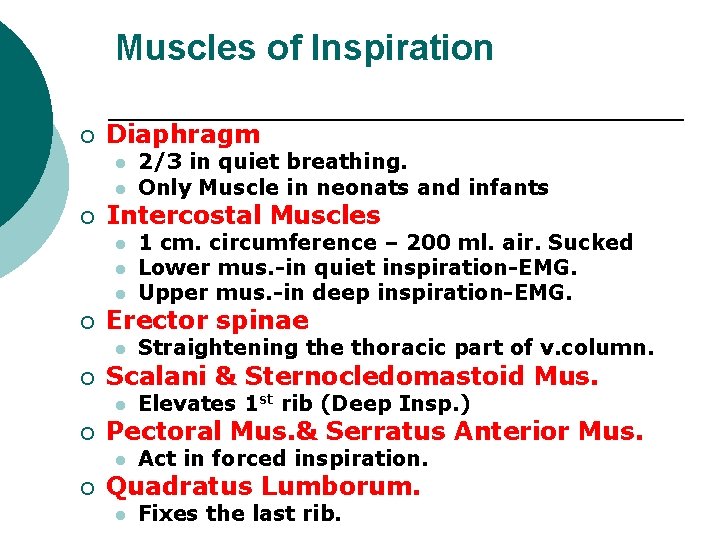 Muscles of Inspiration ¡ Diaphragm l l ¡ Intercostal Muscles l l l ¡