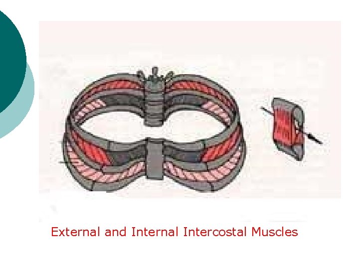 External and Internal Intercostal Muscles 