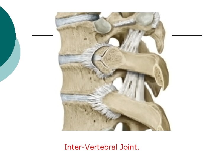 Inter-Vertebral Joint. 