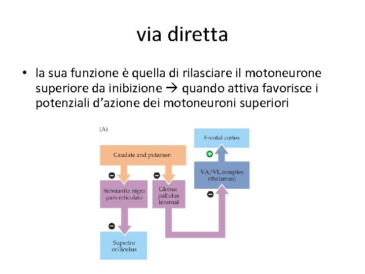 via diretta • la sua funzione è quella di rilasciare il motoneurone superiore da