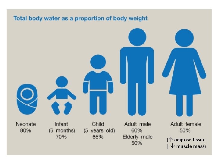 ( adipose tissue | muscle mass) 