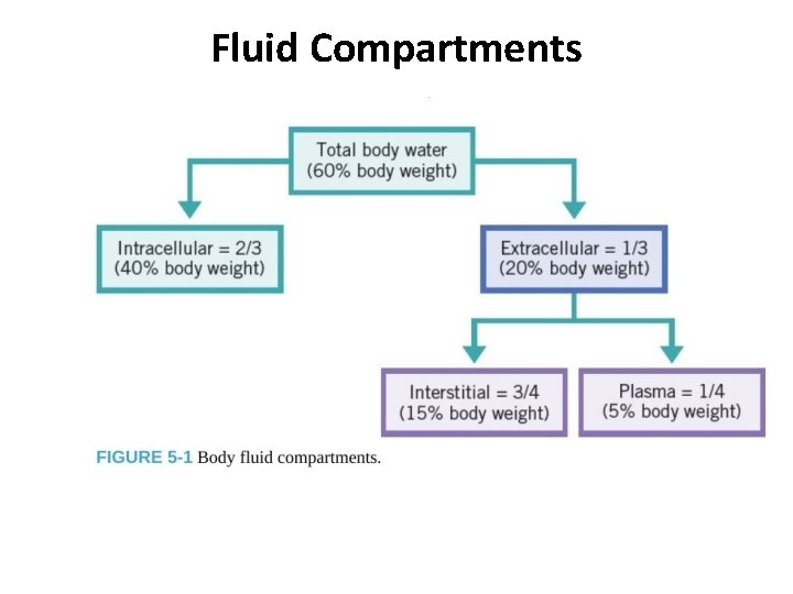 Fluid Compartments 
