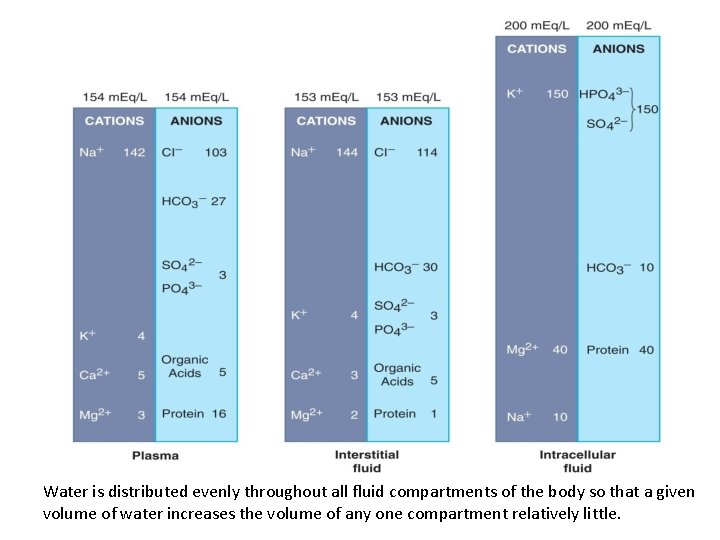 Water is distributed evenly throughout all fluid compartments of the body so that a