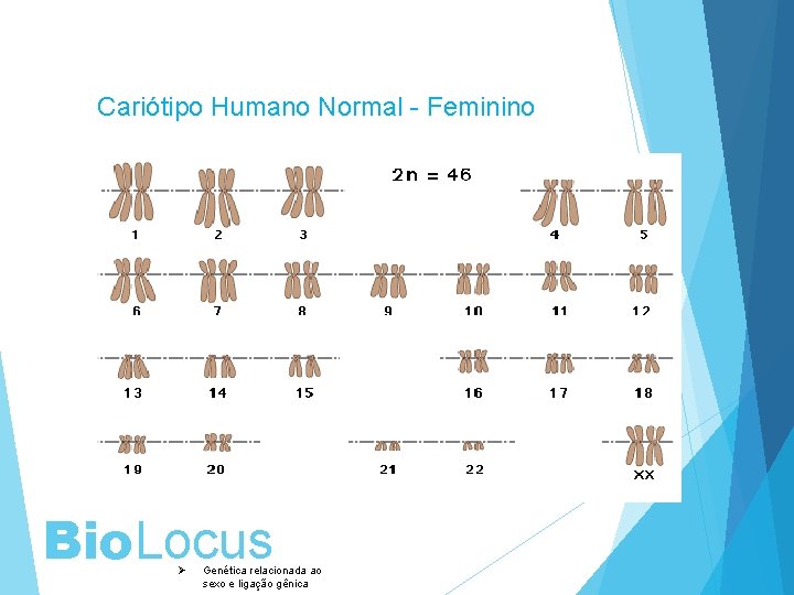 Cariótipo Humano Normal - Feminino Bio. Locus Ø Genética relacionada ao sexo e ligação