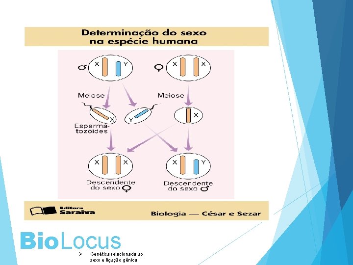 Bio. Locus Ø Genética relacionada ao sexo e ligação gênica 