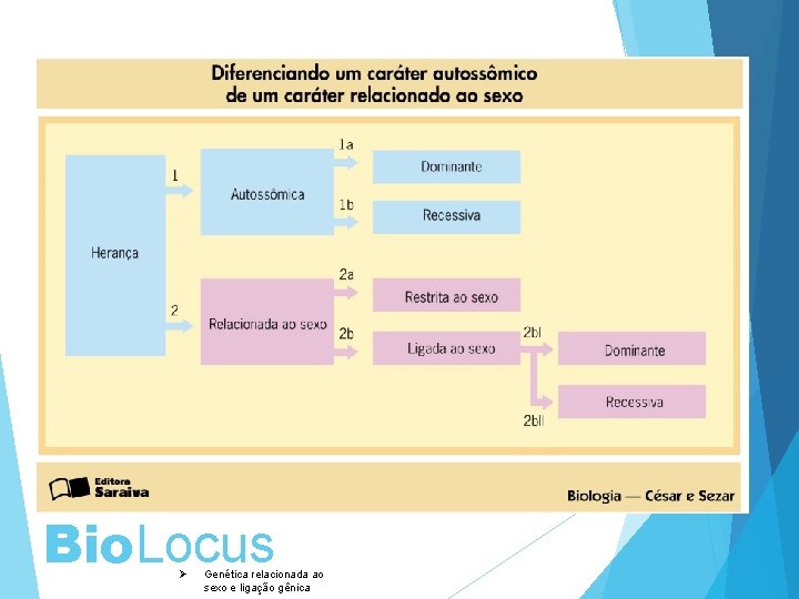 Bio. Locus Ø Genética relacionada ao sexo e ligação gênica 