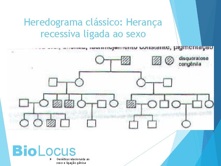 Heredograma clássico: Herança recessiva ligada ao sexo Bio. Locus Ø Genética relacionada ao sexo