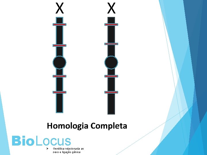 X X Homologia Completa Bio. Locus Ø Genética relacionada ao sexo e ligação gênica