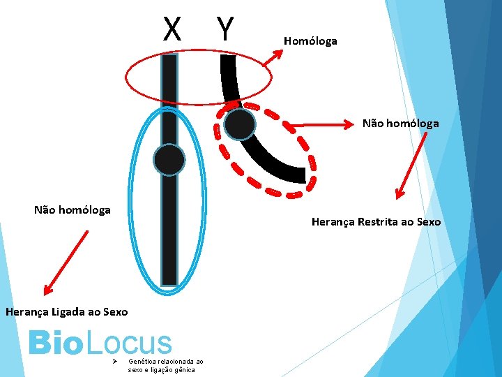 X Y Homóloga Não homóloga Herança Restrita ao Sexo Herança Ligada ao Sexo Bio.