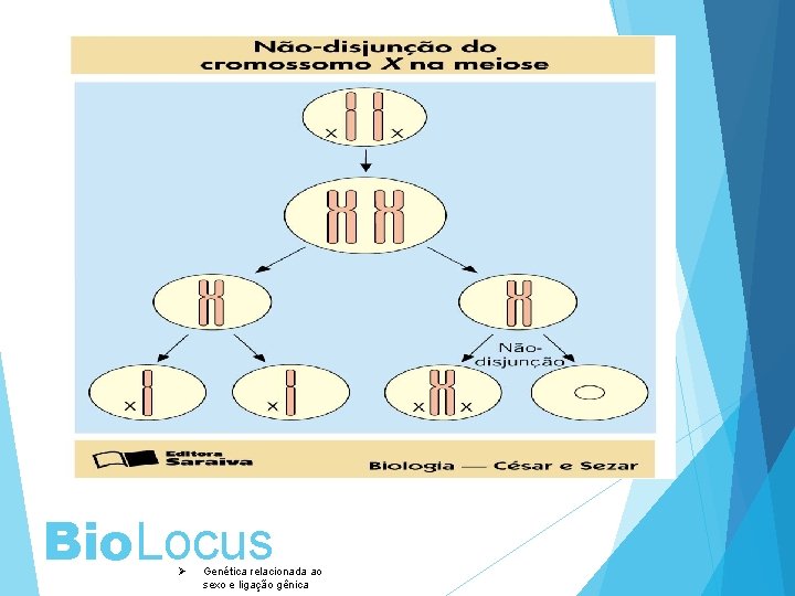 Bio. Locus Ø Genética relacionada ao sexo e ligação gênica 
