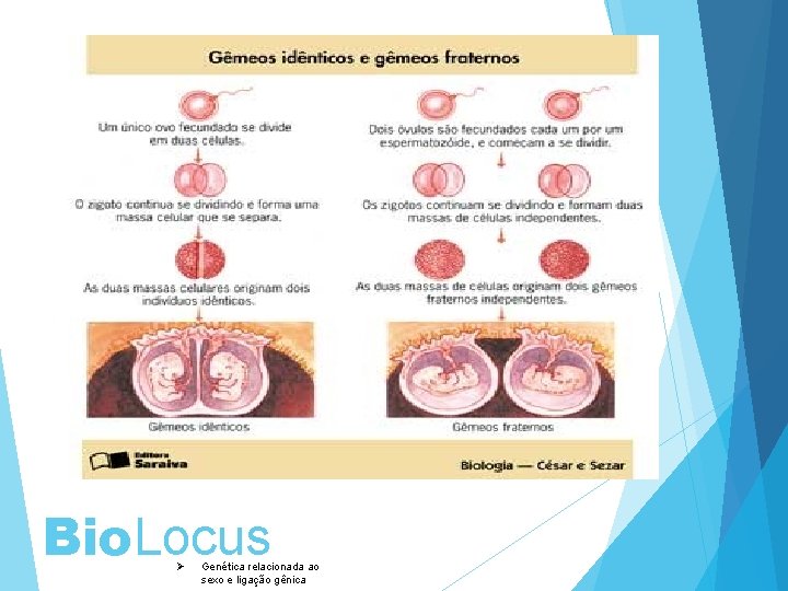 Bio. Locus Ø Genética relacionada ao sexo e ligação gênica 