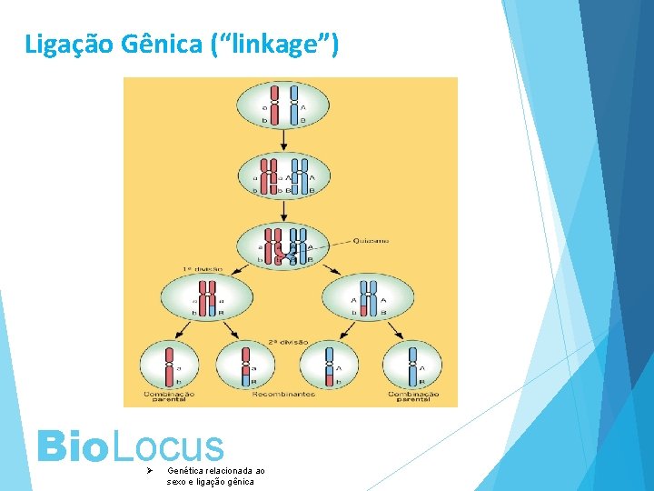 Ligação Gênica (“linkage”) Bio. Locus Ø Genética relacionada ao sexo e ligação gênica 