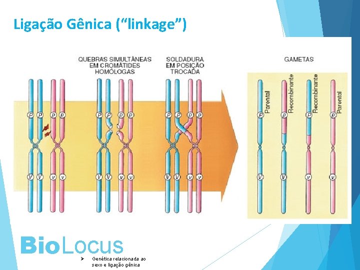 Ligação Gênica (“linkage”) Bio. Locus Ø Genética relacionada ao sexo e ligação gênica 