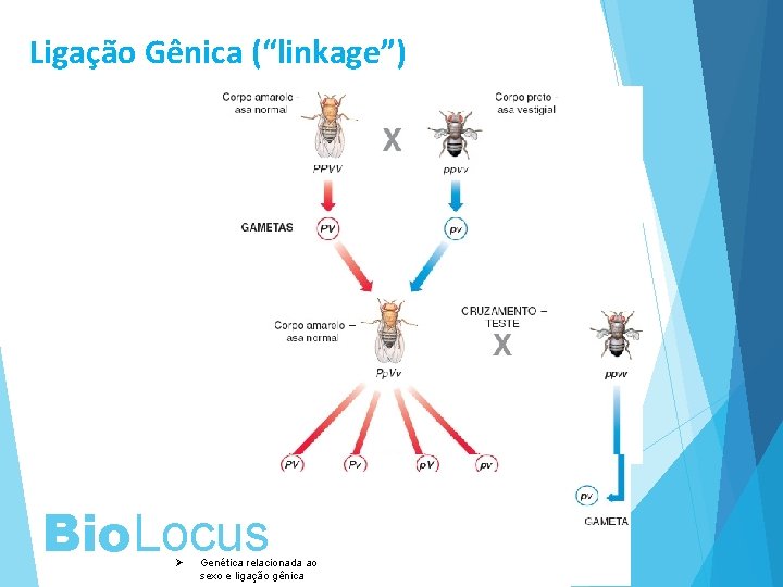 Ligação Gênica (“linkage”) Bio. Locus Ø Genética relacionada ao sexo e ligação gênica 