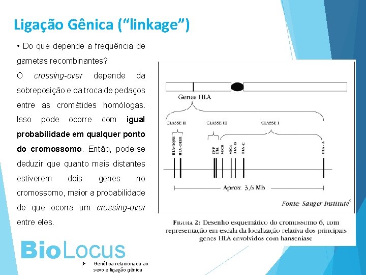 Ligação Gênica (“linkage”) • Do que depende a frequência de gametas recombinantes? O crossing-over