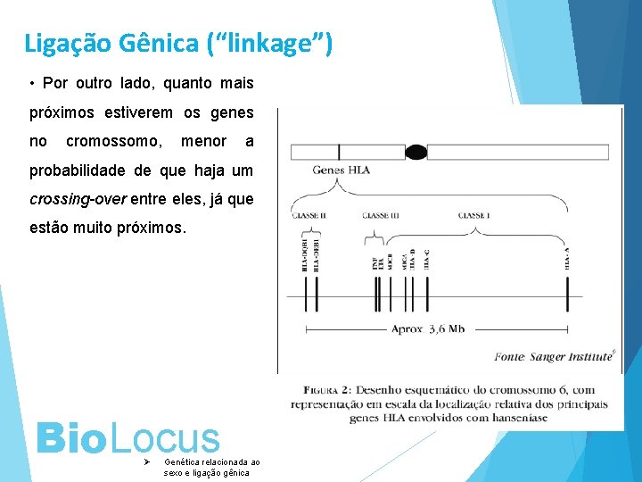 Ligação Gênica (“linkage”) • Por outro lado, quanto mais próximos estiverem os genes no